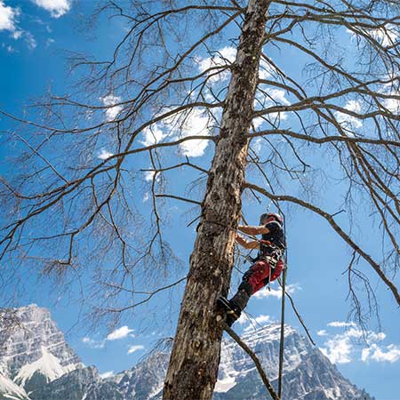 zamberlan tree climber